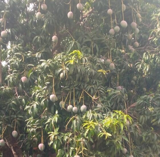 Filière mangue : la rentrée scolaire 2026-2027 hypothéquée chez les producteurs et pisteurs 6 photo mangue 1