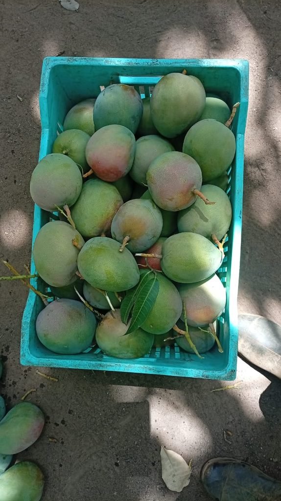 Filière mangue : la rentrée scolaire 2026-2027 hypothéquée chez les producteurs et pisteurs 2 photo mangue 3