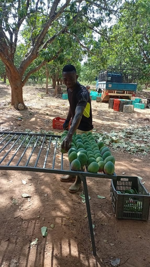 Filière mangue : la rentrée scolaire 2026-2027 hypothéquée chez les producteurs et pisteurs 4 photo mangue 4