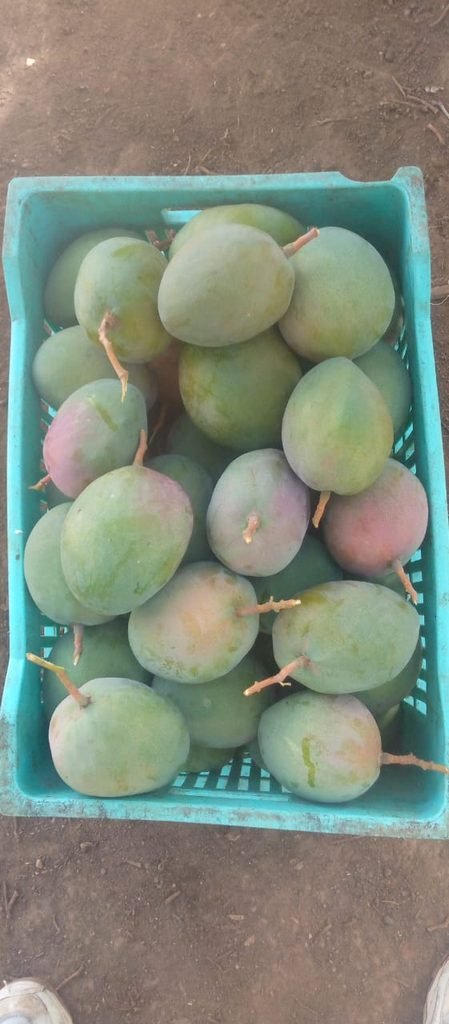 Filière mangue : la rentrée scolaire 2026-2027 hypothéquée chez les producteurs et pisteurs 5 photo mangue 5