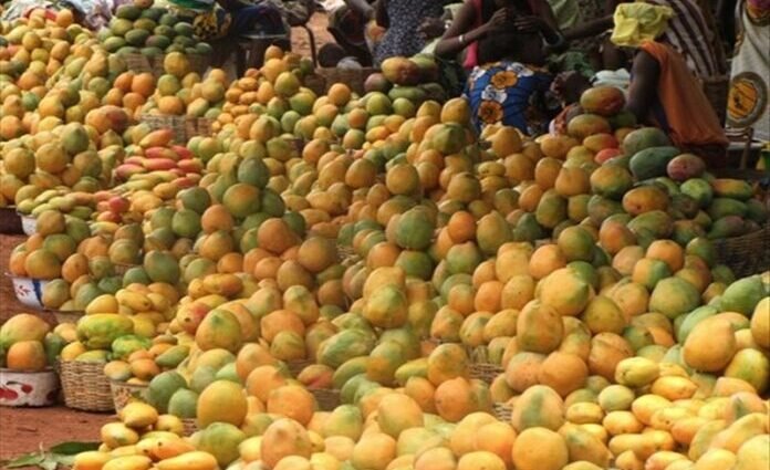 photo mangue